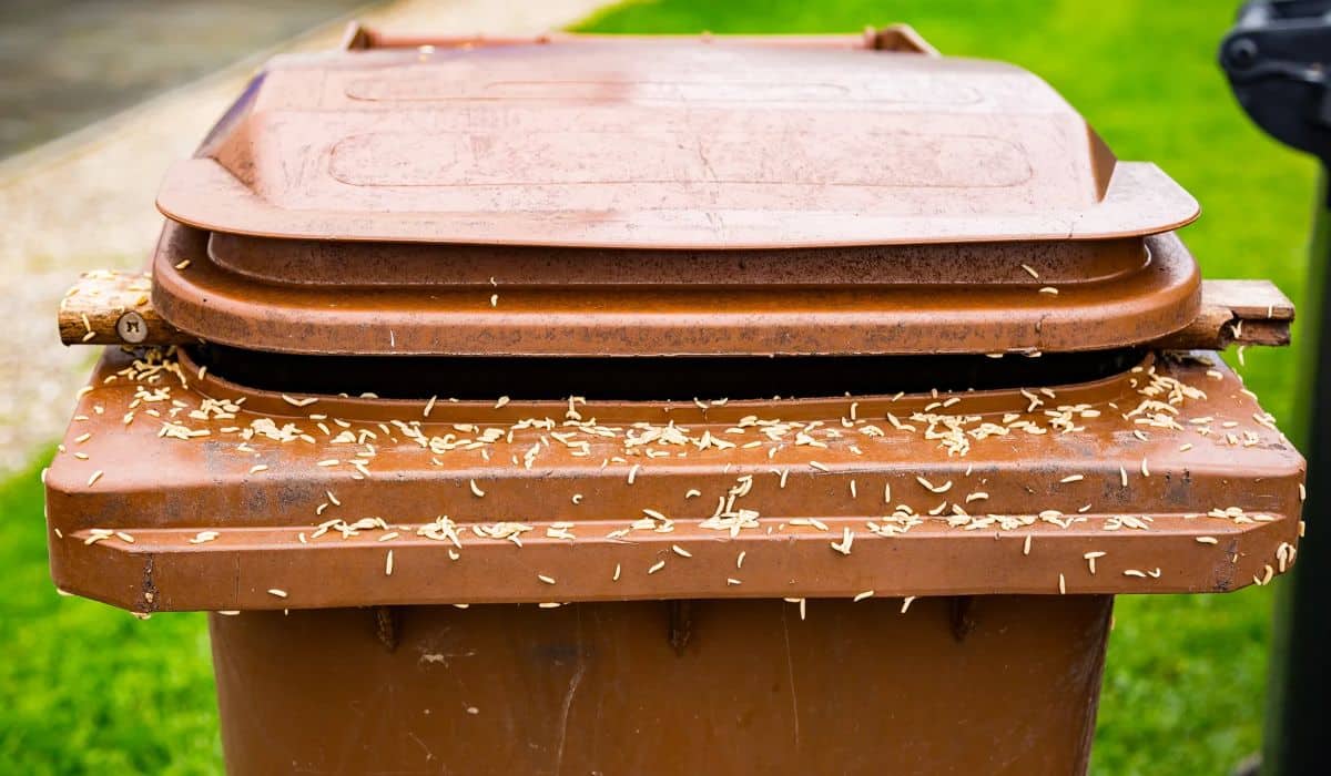 how-to-get-rid-of-maggots-bin
