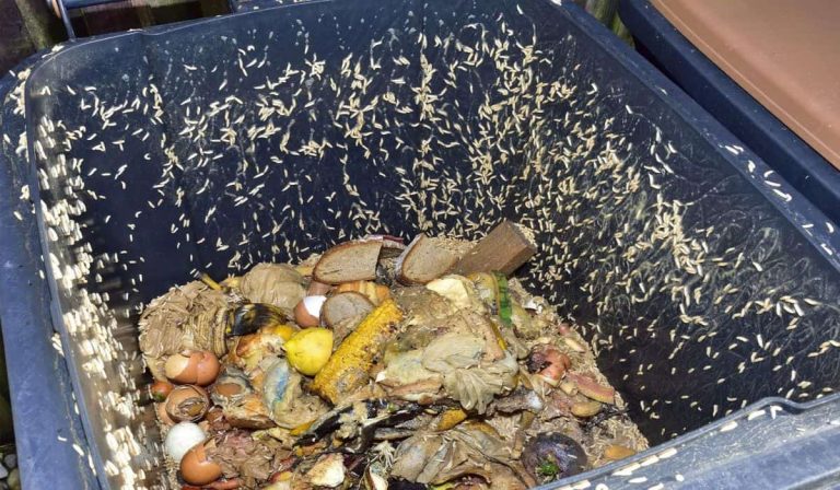 How to Get Rid of Maggots in Food Waste Bin?